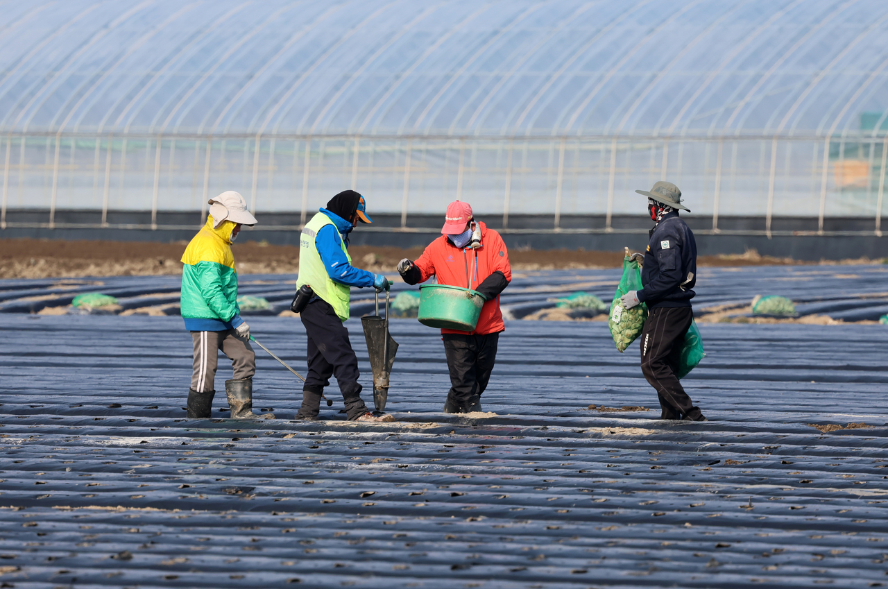 This photo is not directly related to this article. Foreign and Korean workers are seen in the fields of a farm in Gangneung, Gangwon Province, Tuesday. (Yonhap)